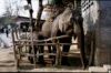 Elephant in cage